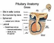 Pituitary Physiology and Deficiencies PowerPoint Presentation