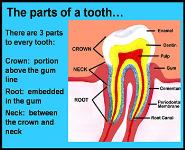 Teeth And Gums-Anatomy And Physiology PowerPoint Presentation